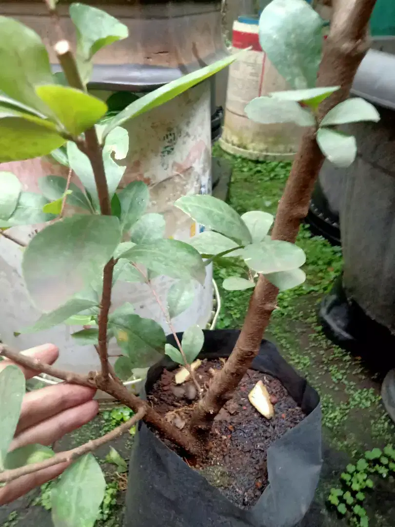 Sianci bahan bonsai