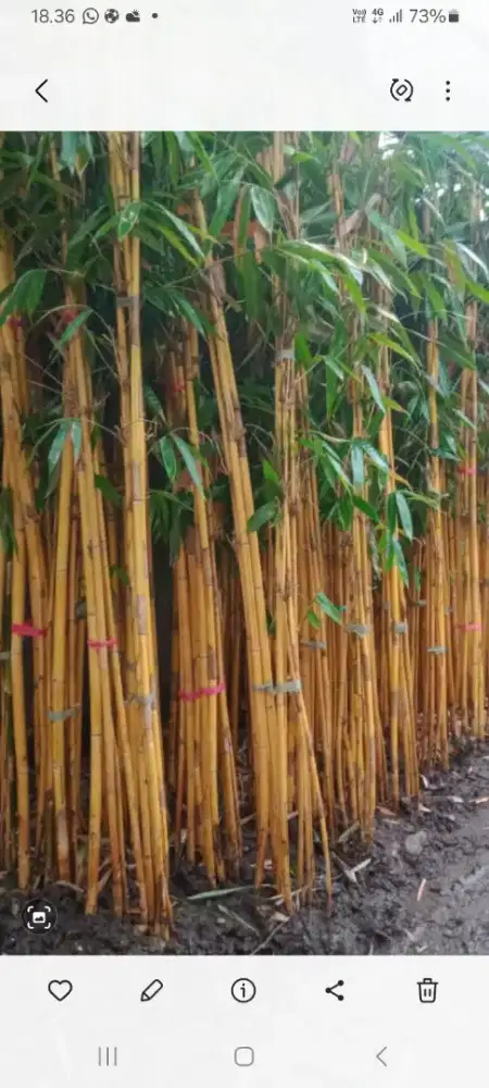 bambu panda dan tanaman hias