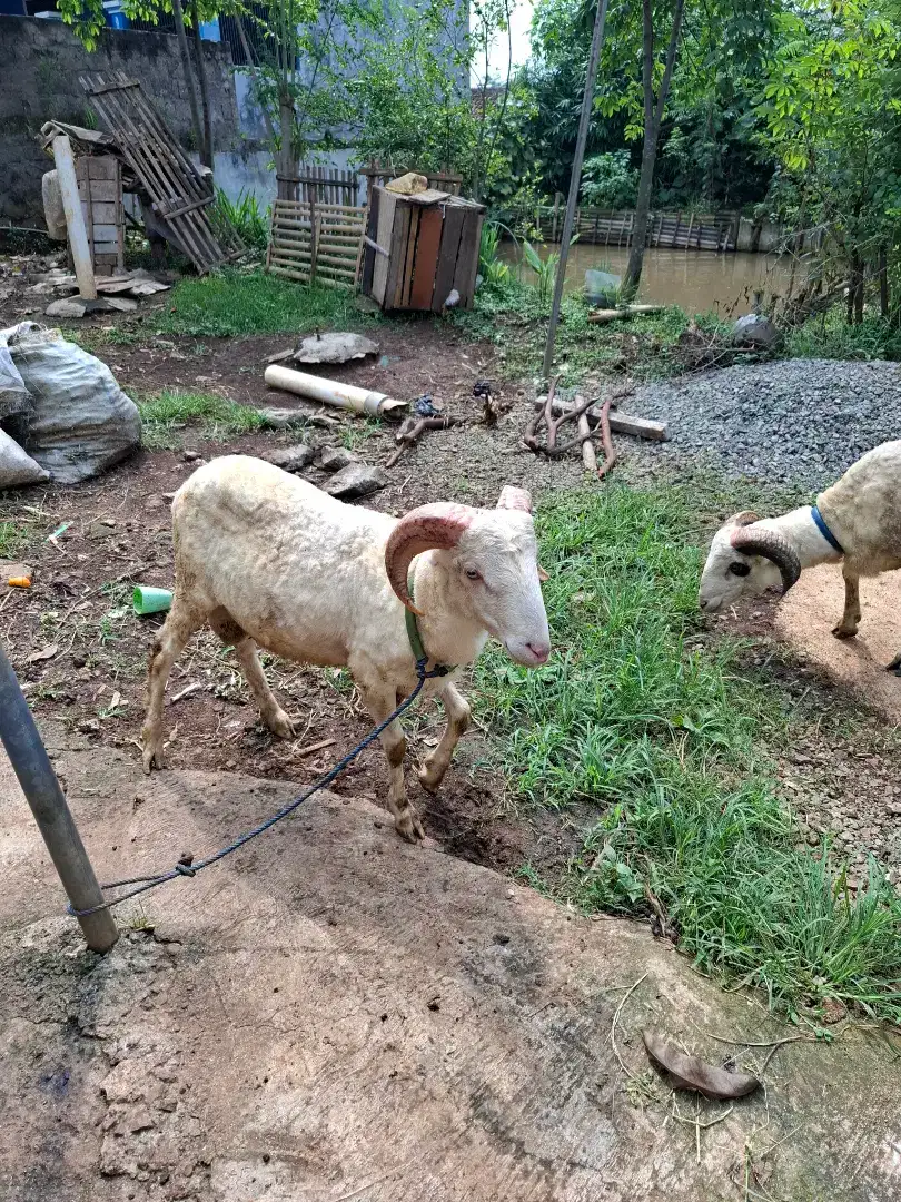 Domba Hewan qurban aqiqah syukuran dll