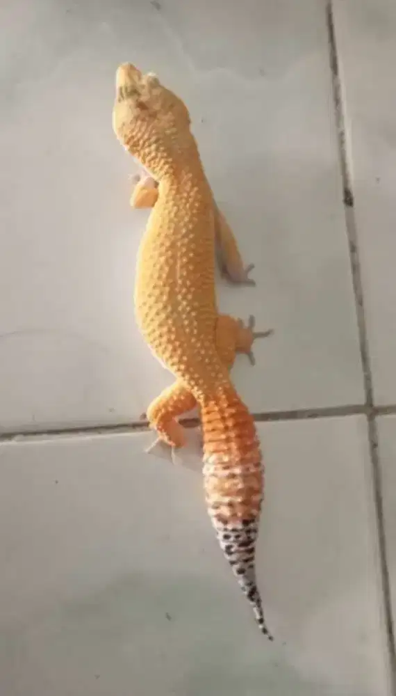 Tokek gecho kondisi mulus sehat