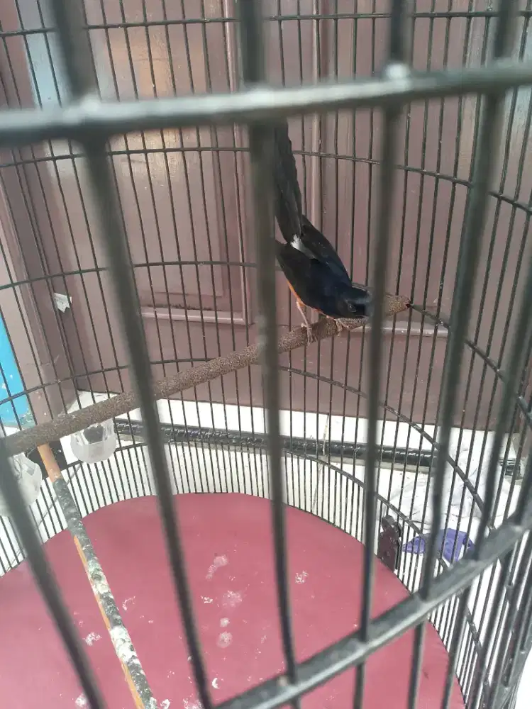 Burung murai batu Medan