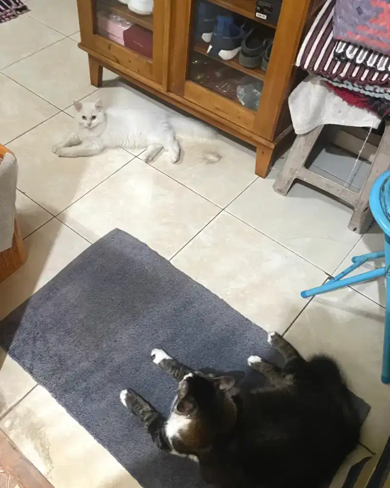 Dibutuhkan ART / Mbak Pembantu