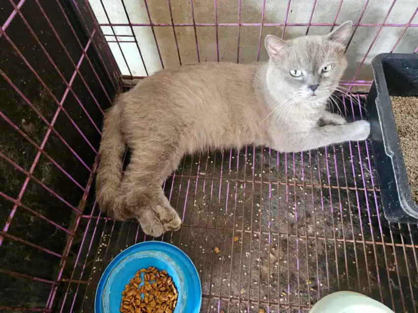 Siap adopt, kucing berbagai jenis