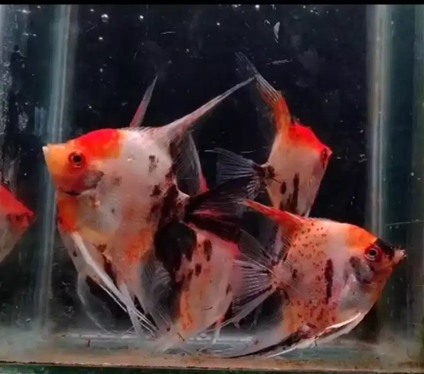 Manfish Red Devil