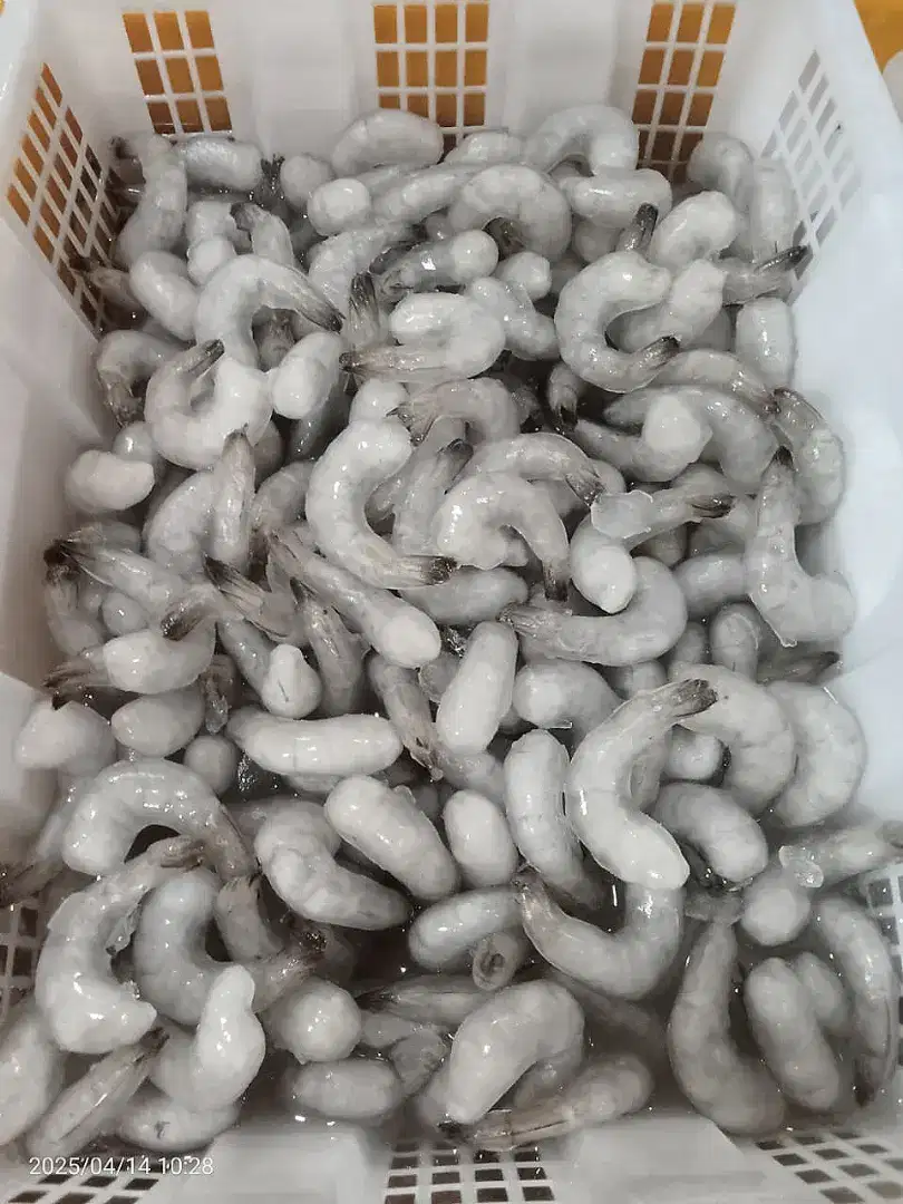 UDANG IQF / Size M/L/XL