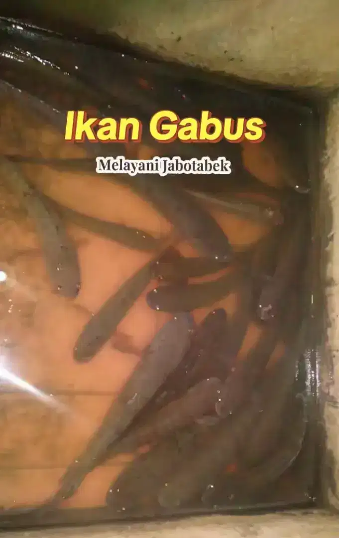 Makanan usai operasi persalinan