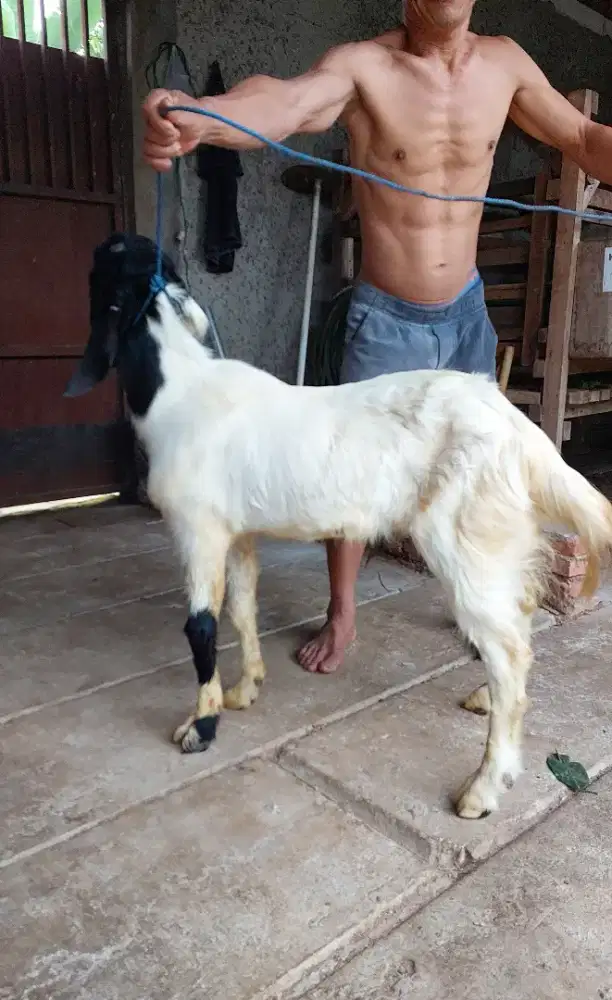 Jual Kambing Super Premium / Kambing PE / Kambing Aqiqah Murah