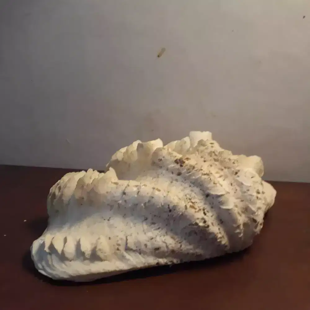 Cangkang Kerang Jumbo