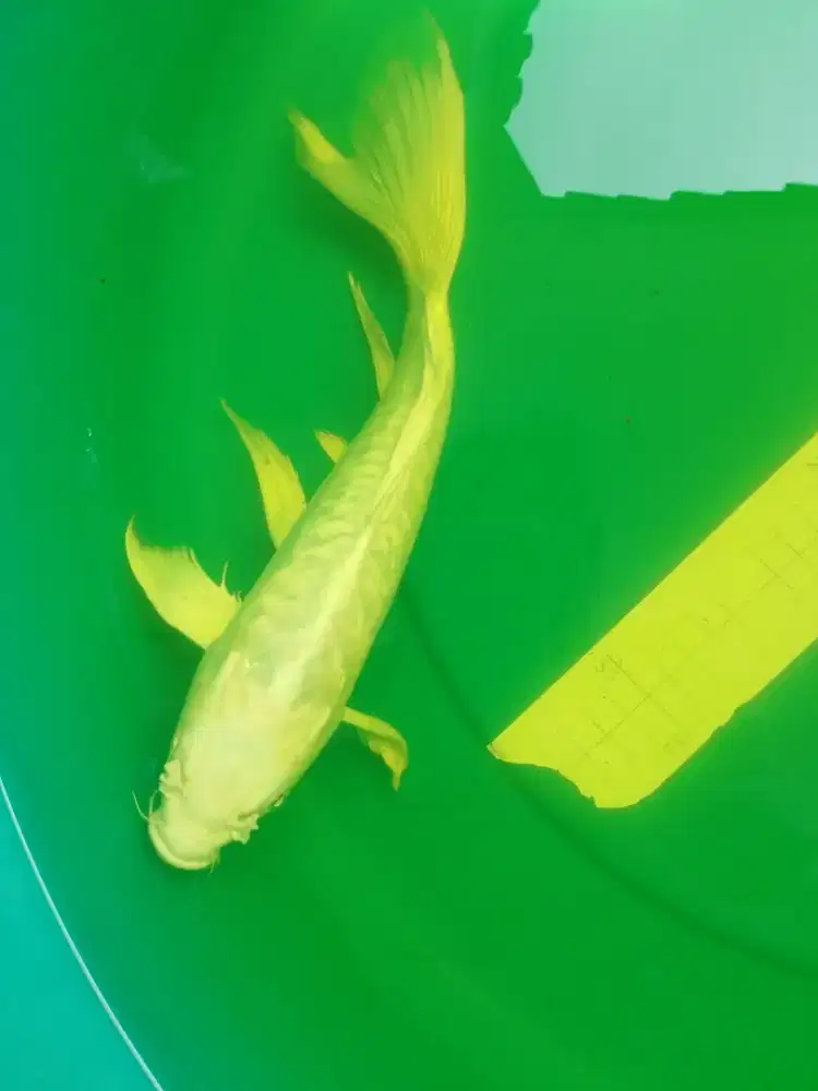 Ikan koi jenis Slayer Platinum Doitsu 35cm