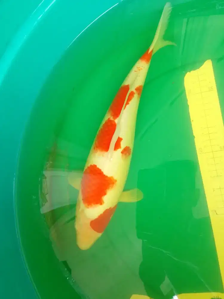 Ikan koi jenis KOHAKU 43cm pola original