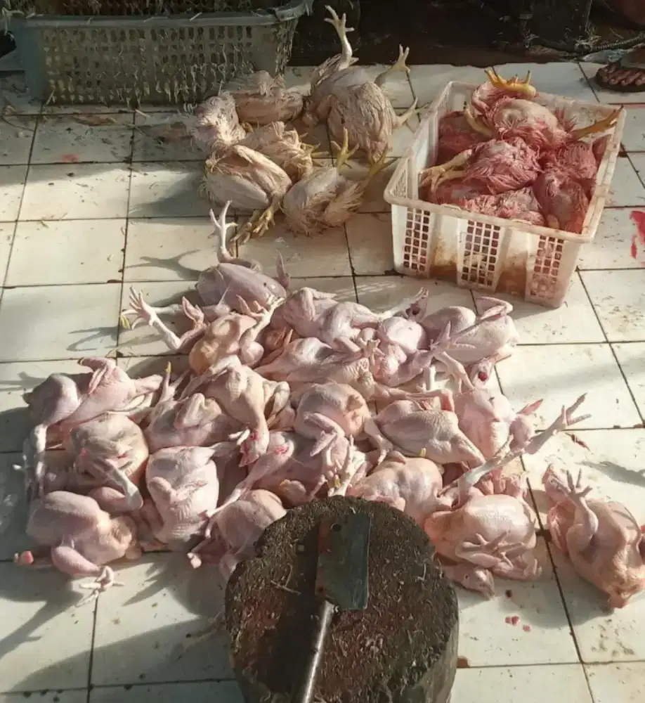 Jual ayam potong murah