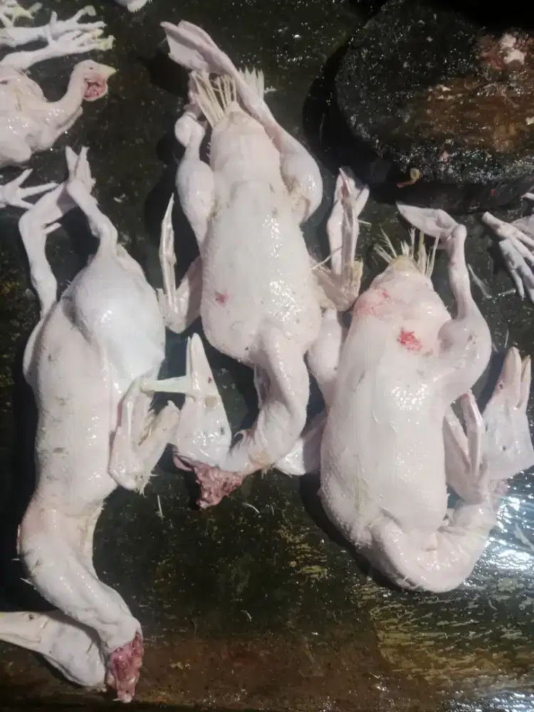 Jual ayam potong murah