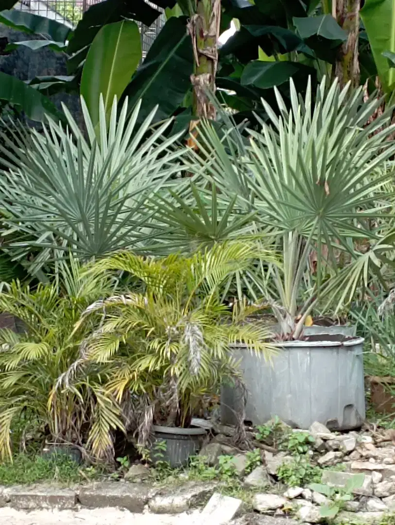 Palem bismarkia
