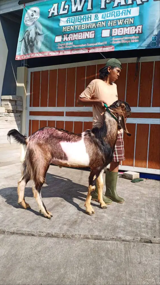 JUAL KAMBING SEHAT TERAWAT UNTUK syariata qiqah & qurban JAKARTA