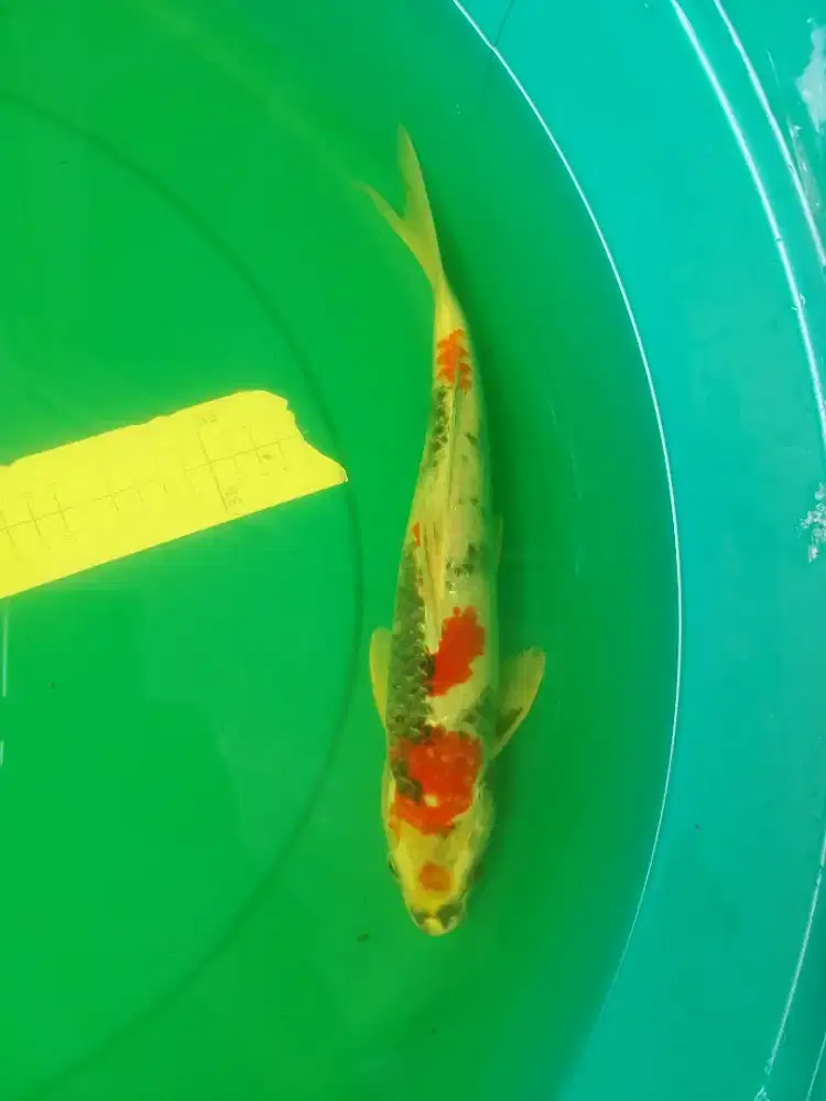 Ikan koi jenis Kage Showa 37cm antik