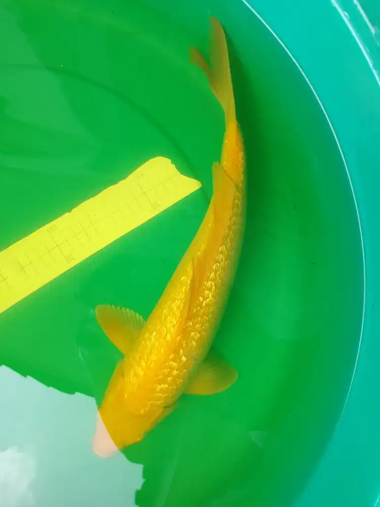 Ikan koi jenis KARASHI Ginrin 42cm