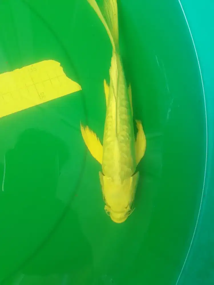 Ikan koi jenis Slayer Platinum Doitsu 34cm