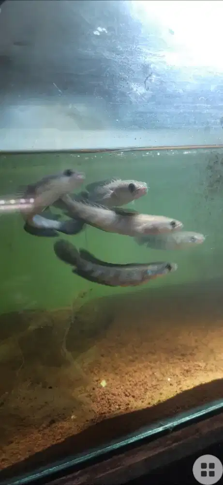 Maru red barito simet bar ngeblok