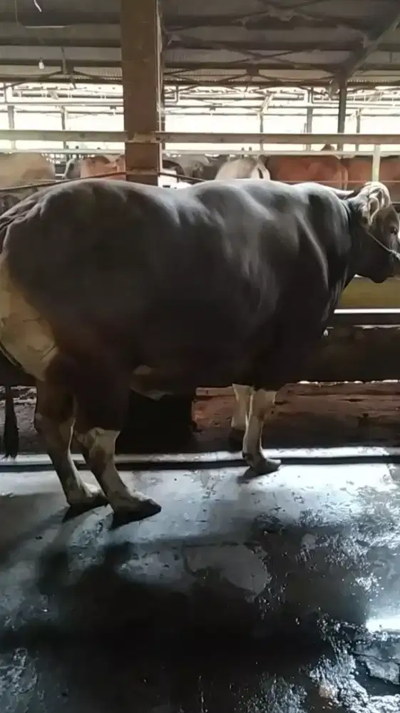 Sapi potong sapi jumbo