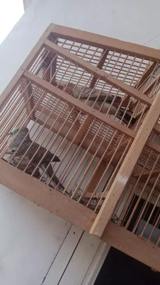 Dijual 1 pasang burung perkutut sudah bunyi