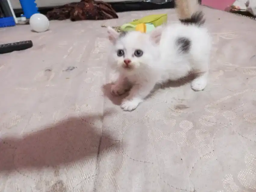 Kucing munckin 1bulan setengah open boking