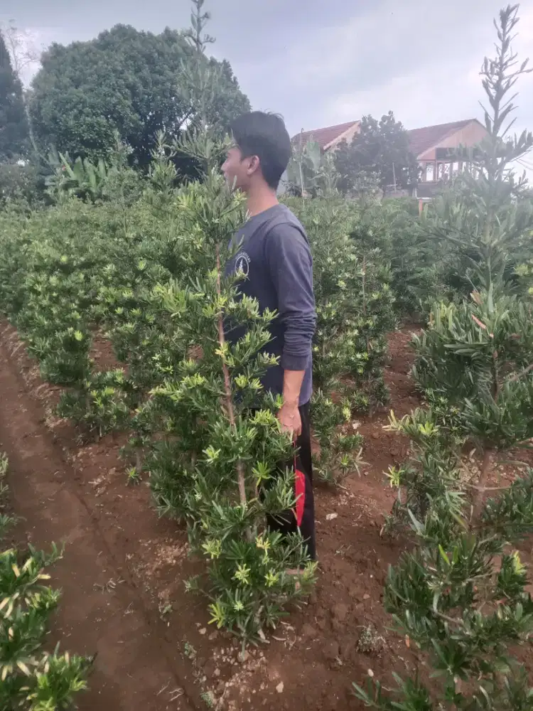 Pohon Lohansuang ukuran berbagai macam