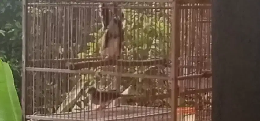 Burung Perkutut Sepasang Ngoawar