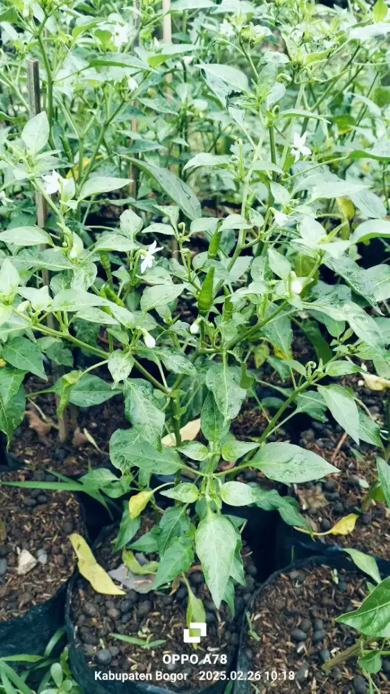 cabe merah dan rawit.