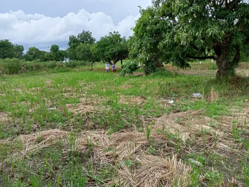 Dijual tanah di jln peganden Manyar Gresik