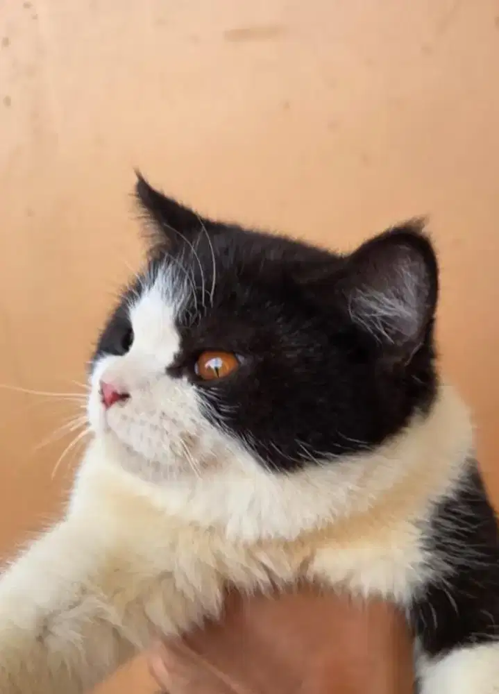 Kucing BSH Mata Orange