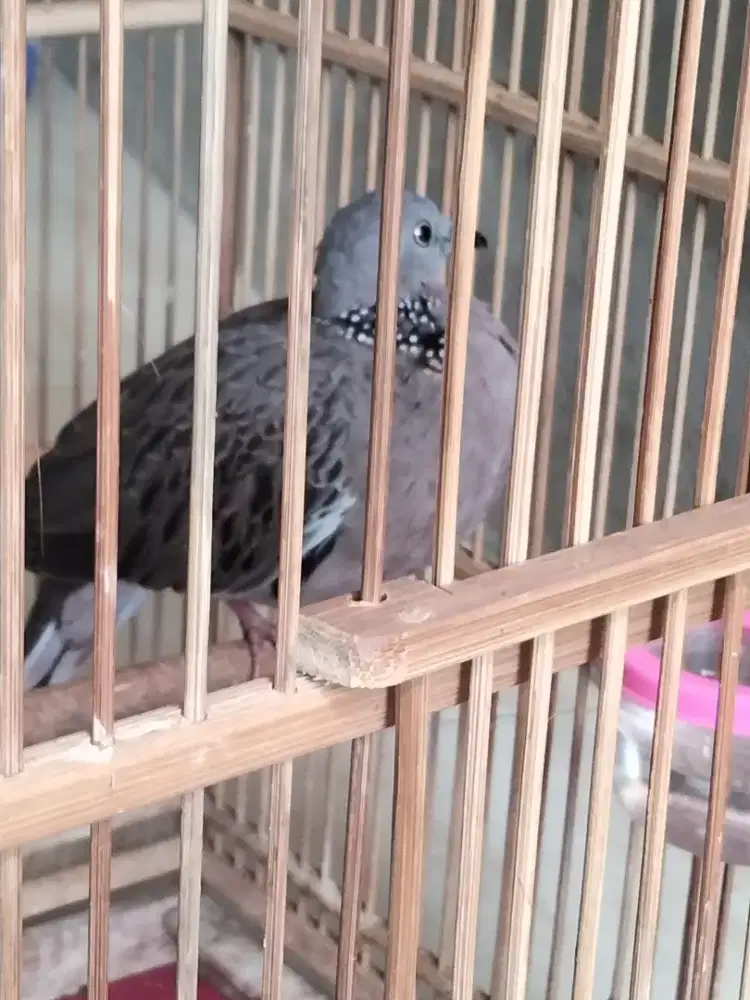 Tekukur kuk 3 paten.Betina