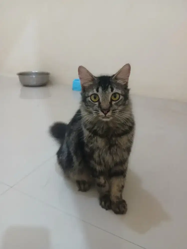 Kucing Persia jantan hitam corak abu 7 bulan