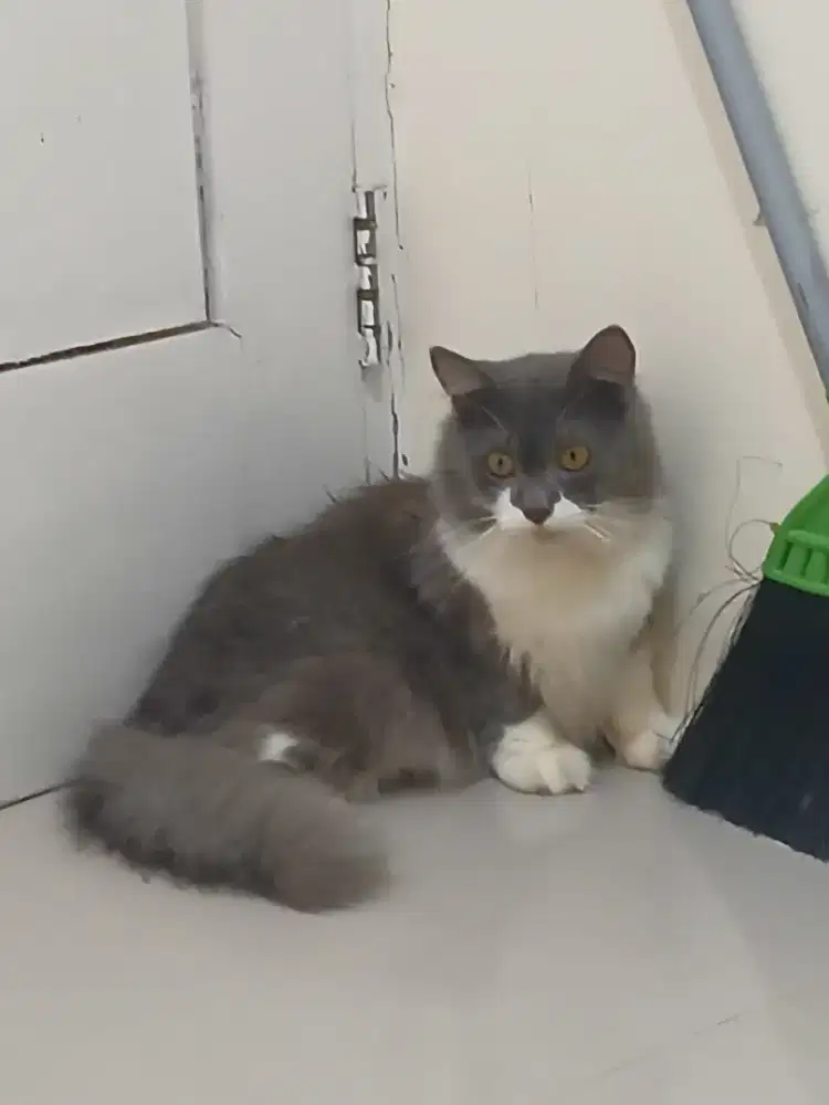 Kucing Persia jantan abu putih 9 bulan