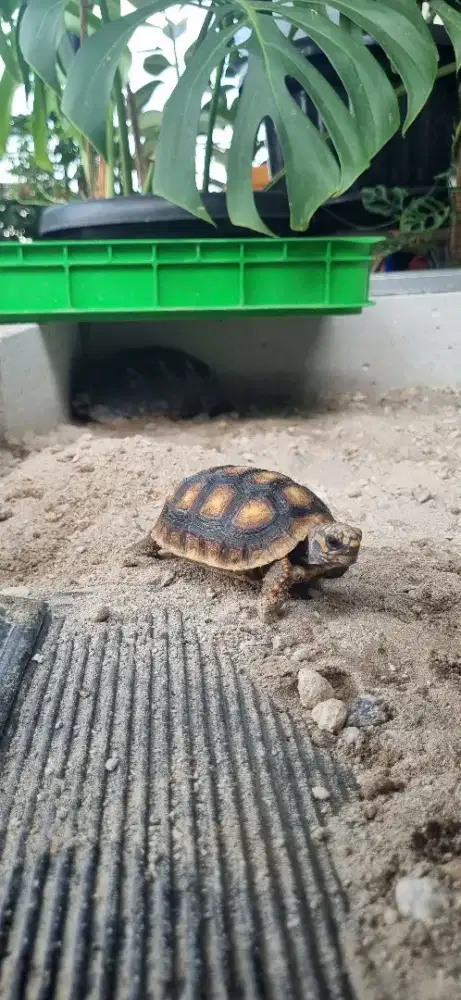 Redfoot Red Foot Tortoise Kura Darat 7 cman bukan sulcata cherry head