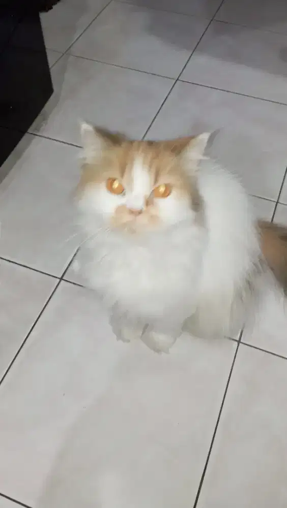 Persia Calico Betina 2 tahun