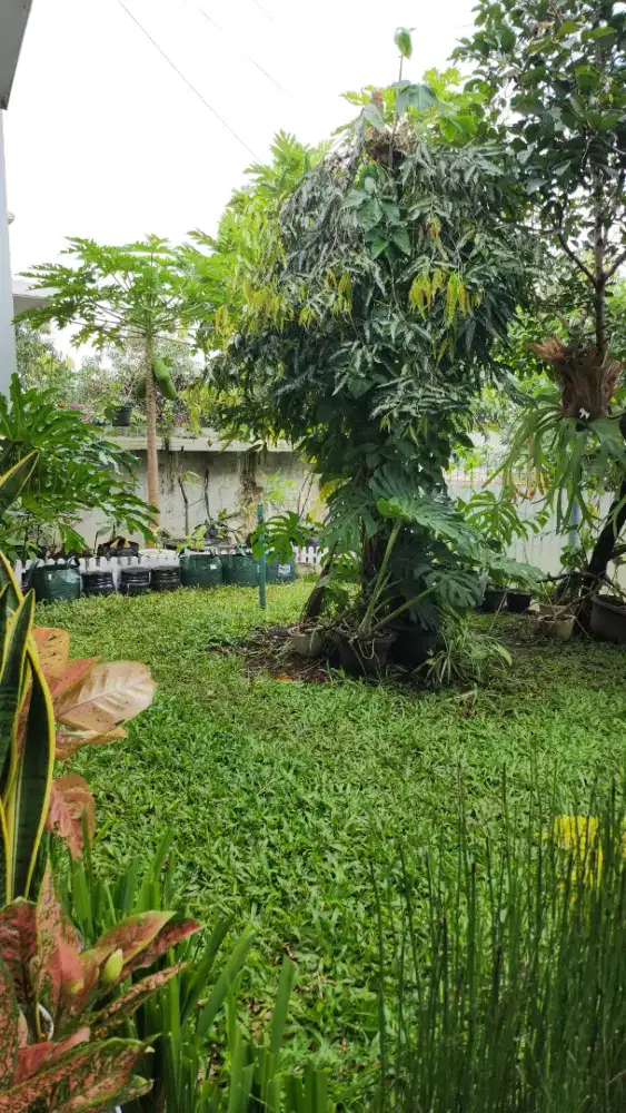 Mencari art + momong anak