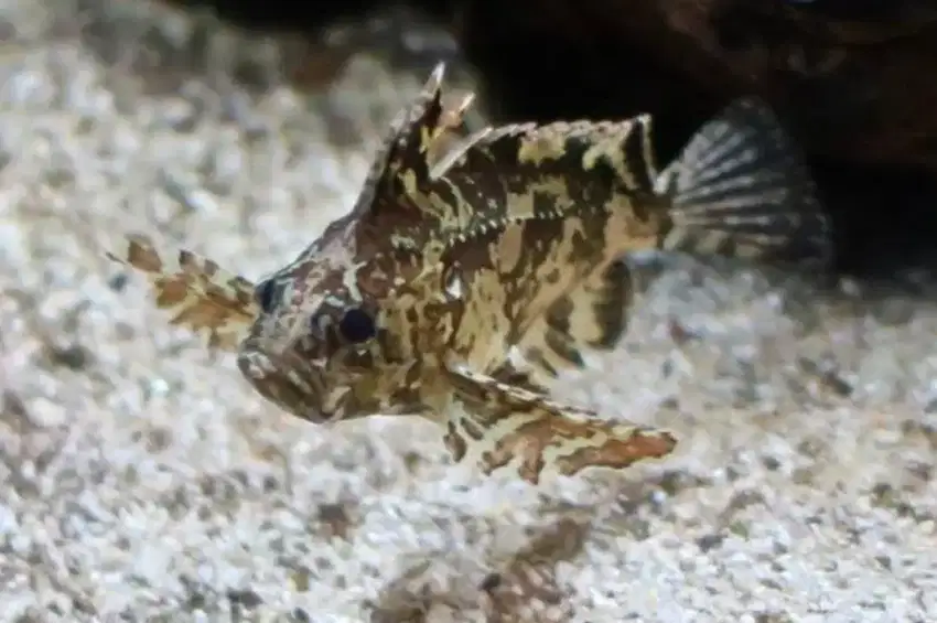 Ikan Buterfly Goby
