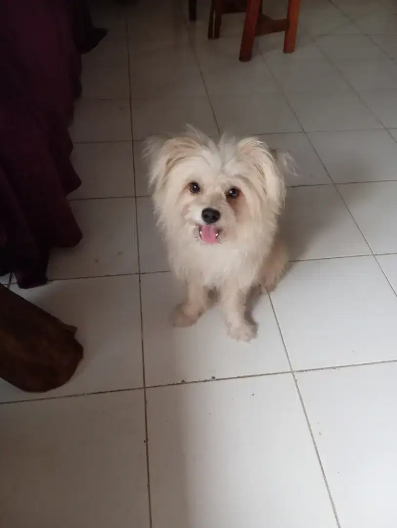 Mix pom maltese /shihtzu JANTAN
