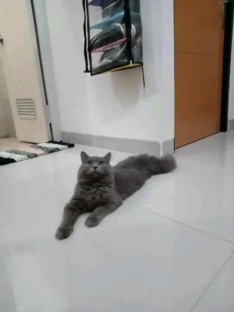 Persian abu solid Bigbone!