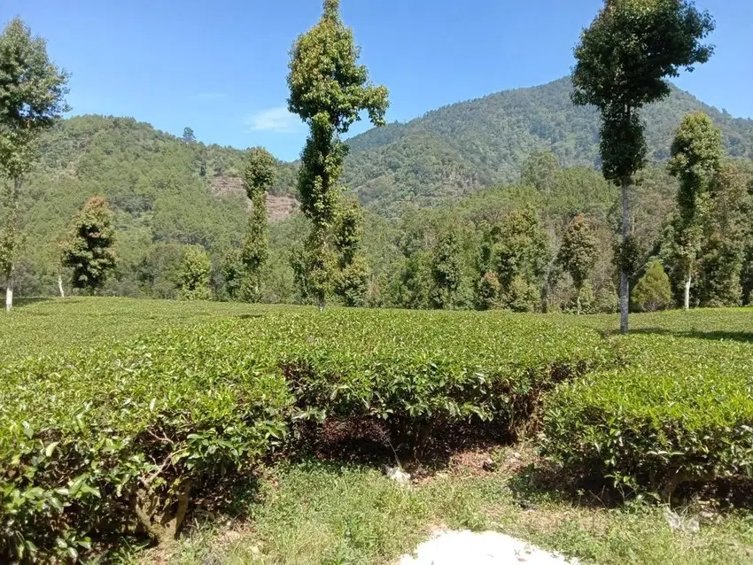 kebun teh 30 menit dari pintu tol soreang