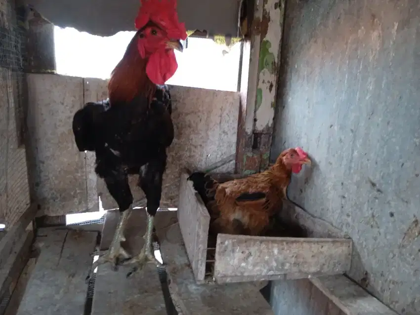 Jual ayam pelung jantan&indukan