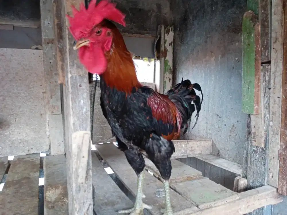 Jual ayam pelung jantan&indukan