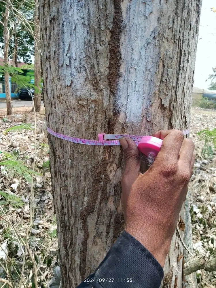 Dijual 14 Batang kayu Jati bervariasi Diameter & usia >35 Tahun