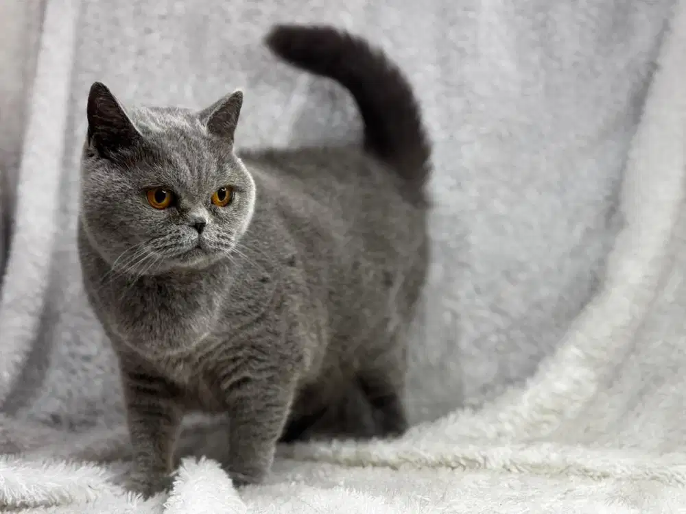 Kucing BSH Betina Proven WCF CFA