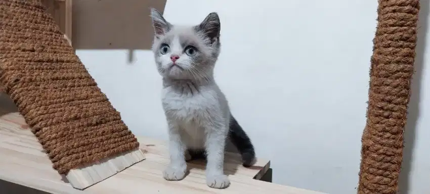 Kucing Kitten BSH Ragdoll Jantan