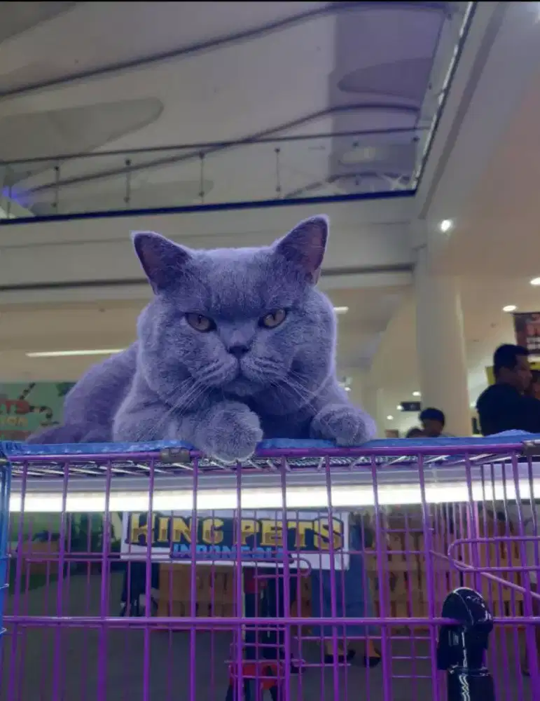 Jasa Pacak British Shorthair