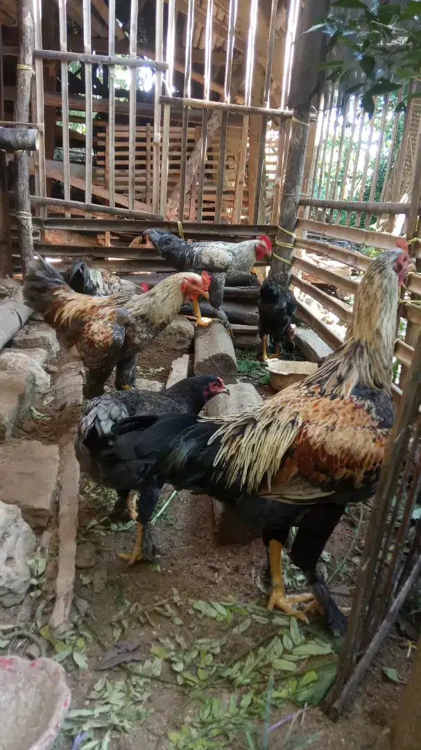 JOWO X BRAHMA BAHAN KLANGENAN