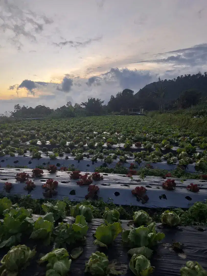 tanah di area wisata kopeng