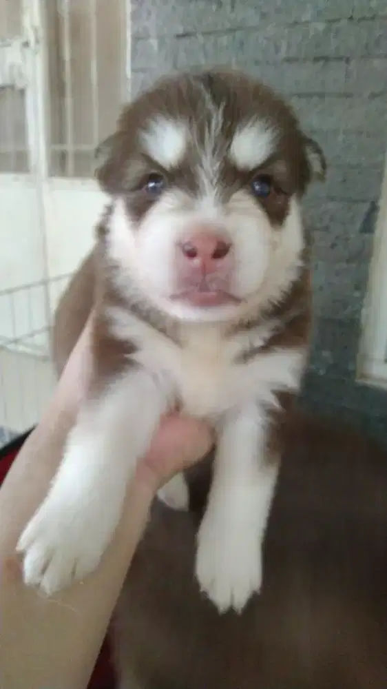 Siberian Husky puppies