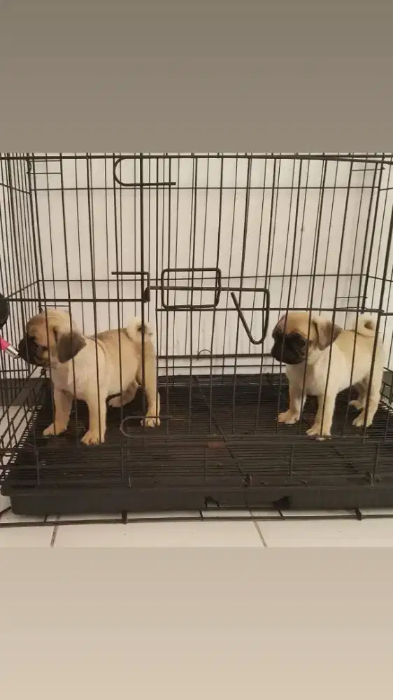 Pug puppies jantan dan betina